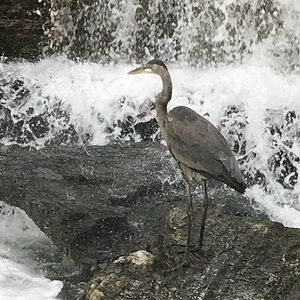 Meet your Posher, Heidi